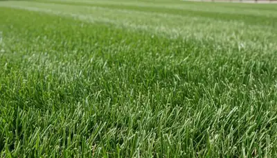 Close-up of freshly cut green grass showing precision lawn mowing detail by landscapers in Omaha, NE