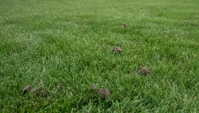 Omaha NE lawn recovering after professional aeration by Chop Chop Landscaping showing thicker, greener turf